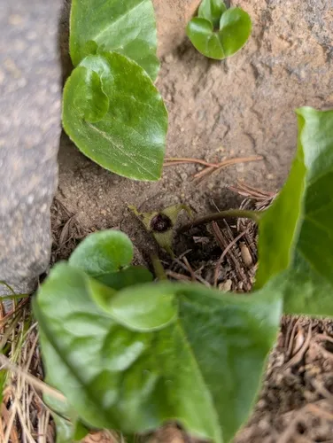 green-flowered wild ginger