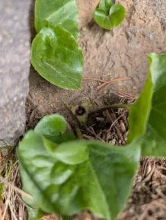 green-flowered wild ginger thumbnail 1