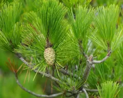 Japanese black pine thumbnail 1