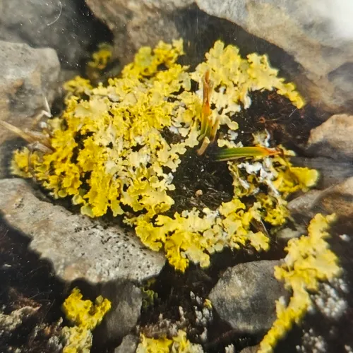 Yellow Lichen