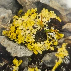 Yellow Lichen thumbnail 1