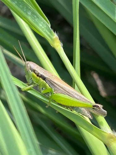 Chinese rice grasshopper
