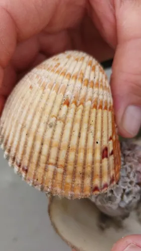 Giant Atlantic Cockle