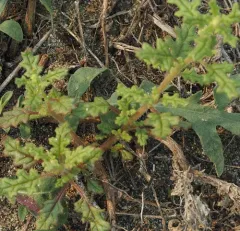 Jerusalem oak thumbnail 4
