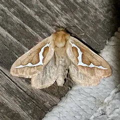 Gazoryctra novigannus thumbnail 4