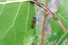 Mellinus abdominalis thumbnail 3