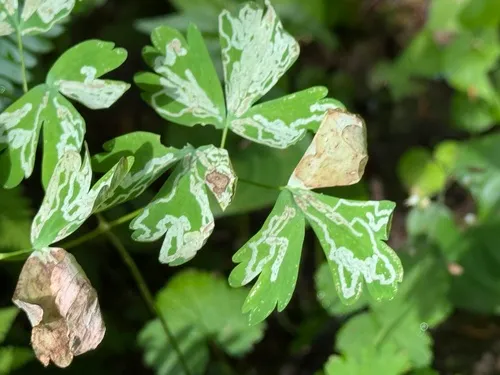 columbine leafminer