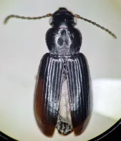 Leconte's Ground Beetle thumbnail 1