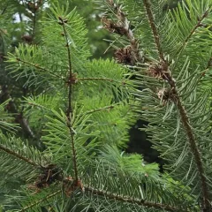 Douglas Fir Adelgid thumbnail 1