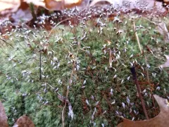 white moss thumbnail 2