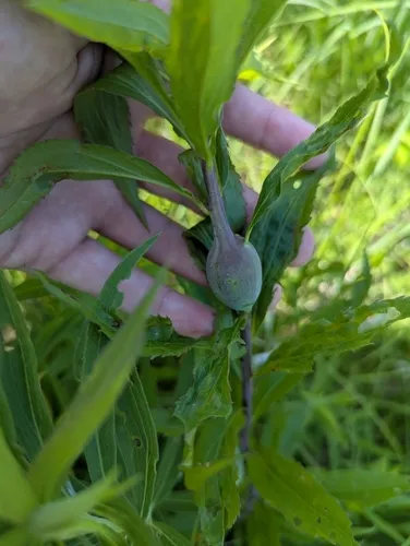 Gnorimoschema jocelynae