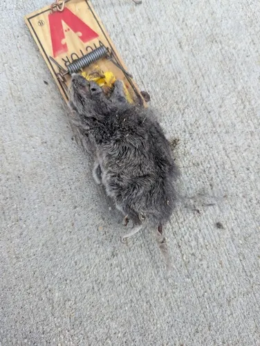 Northern Grasshopper Mouse