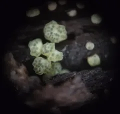 Trichoderma chromospermum thumbnail 3