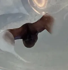 Helicid Pteropod thumbnail 4