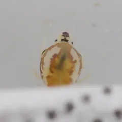 Prorastriopes coalingaensis thumbnail 2