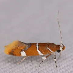 Suzuki's Promalactis Moth thumbnail 4