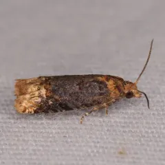 Buff-tipped Eucosma Moth thumbnail 4
