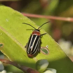Tall Flea Beetle thumbnail 3