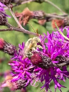 Common Longhorn Bee thumbnail 2