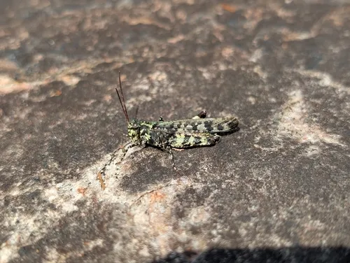 Marbled Grasshopper