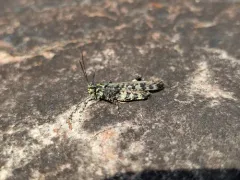 Marbled Grasshopper thumbnail 1