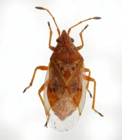 Kleidocerys ovalis thumbnail 1