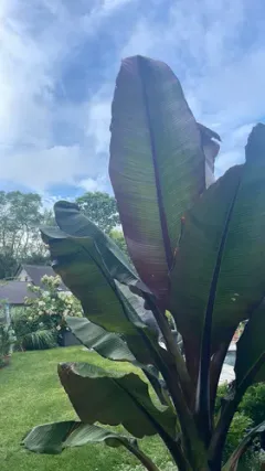 Abyssinian banana thumbnail 2