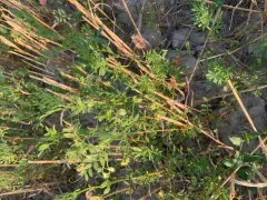 lentil thumbnail 2