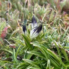 Arctic Gentian thumbnail 4