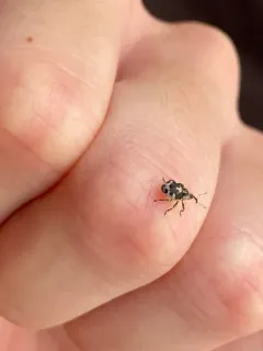 Hadroplontus litura thumbnail 2