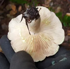 Yellow-staining Milk Cap thumbnail 2