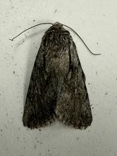Sympistis mackiei thumbnail 2