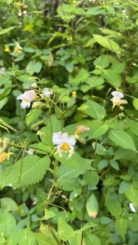 Yellow Kashmir Balsam
