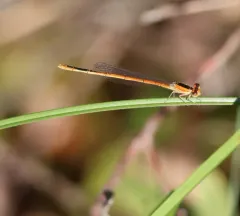 Citrine Forktail thumbnail 4
