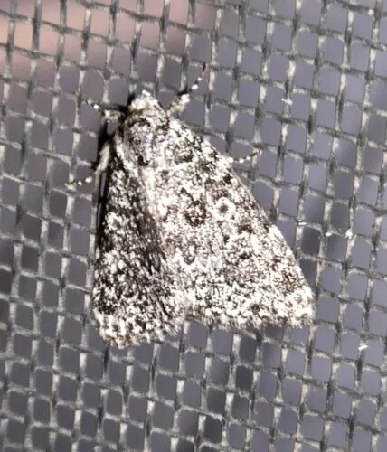 Cryphia Moth
