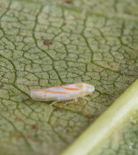 Dikrella cruentata