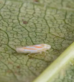Dikrella cruentata thumbnail 1