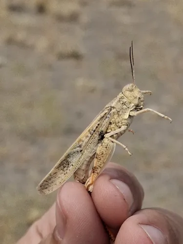 Rehn's Dune Grasshopper