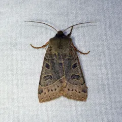 Mesogona olivata thumbnail 4