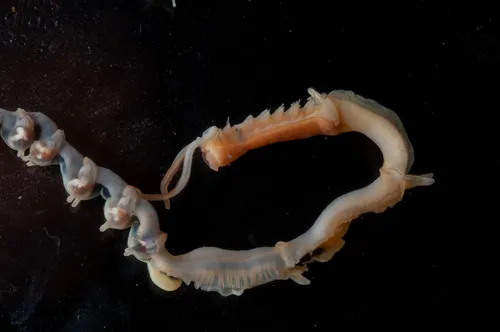 Mesochaetopterus taylori