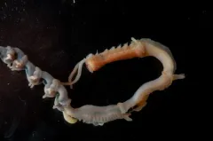 Mesochaetopterus taylori thumbnail 1