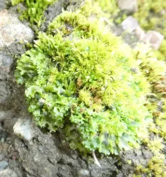 Endive Pellia thumbnail 1
