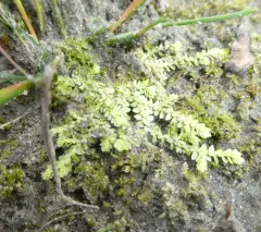 meadow spikemoss thumbnail 2