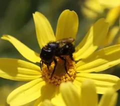 Osmia montana thumbnail 2