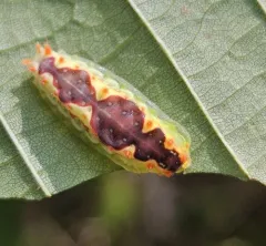 Purple-crested Slug Moth thumbnail 2