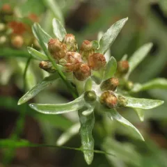 marsh cudweed thumbnail 2