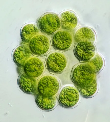 Coelastrum indicum