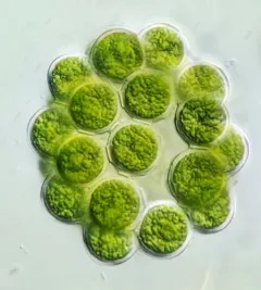 Coelastrum indicum thumbnail 1