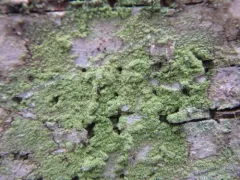 Ropalospora viridis thumbnail 2