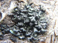 Whiskered Shadow Lichen thumbnail 3